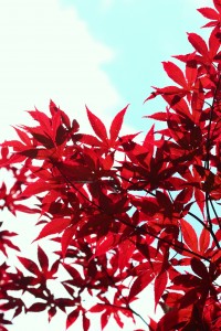 Red Leaves