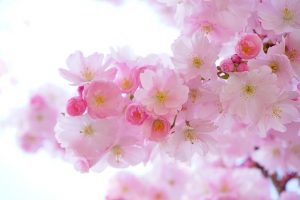 Cherry blossom